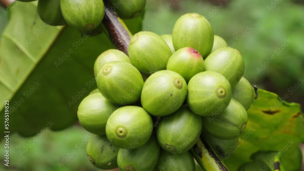 Dolly, close up green coffee berries on plantation. Tropical fruit Dolly, close up green coffee berries on plantation. Tropical fruit