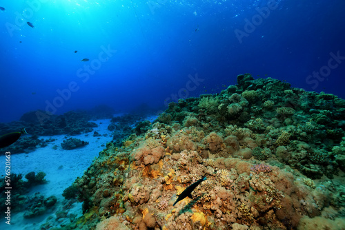 panorama coral reef underwater landscape seascape