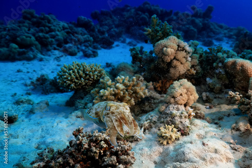 cuttlefish underwater photo wildlife sea