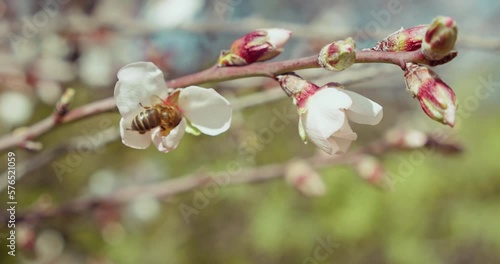 Honey bee pollinating cherry flowers on tree in spring blossom.