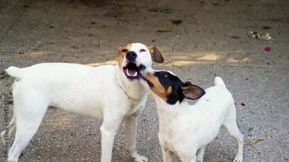 Two cute white bodeguero dogs kissing each other with their tongues in the street Two cute white bodeguero dogs kissing each other with their tongues in the street