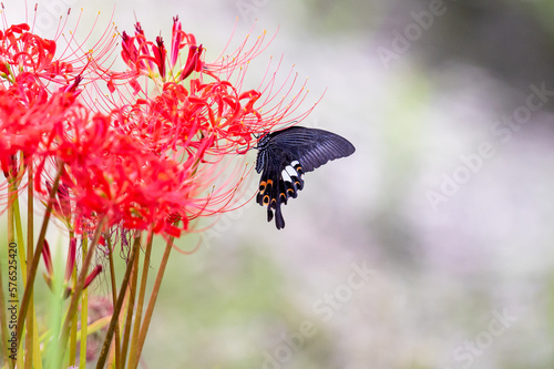 大自然の彼岸花と蝶々
The cluster amaryllis and butterfly of nature
日本(秋)撮影
Japan (autumn) shooting
九州・熊本県阿蘇郡西原村(河川敷)
Kyushu / Kumamoto Prefecture Nishihara Village (riverbed) photo