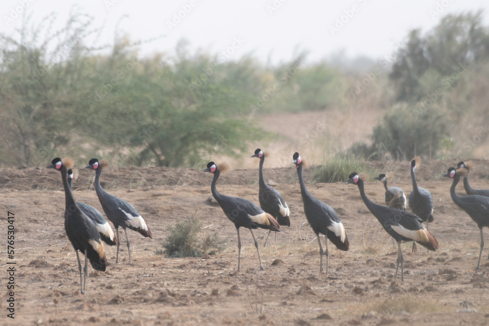 Obraz premium Flock of black crowned cranes