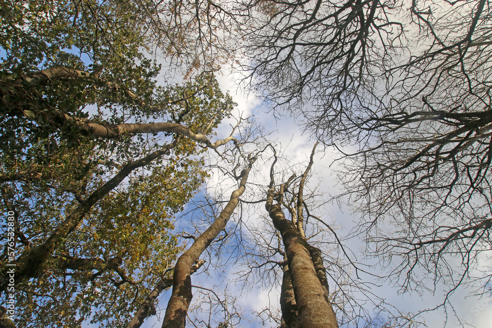 Fototapeta premium Looking up at trees in winter 