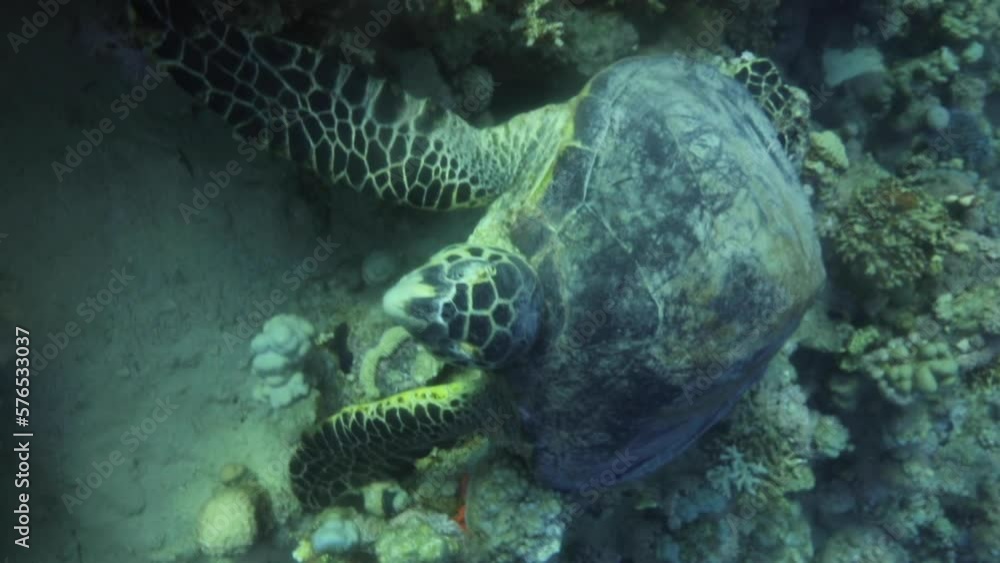 Turtle Suborder Sea Turtle in the Coral Reef of The Red Sea of Egypt . Turtles are ...