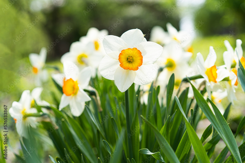 Spring flowers. Close up of narcissus flowers blooming in a garden. Daffodils Spring flowers. Close up of narcissus flowers blooming in a garden. Daffodils