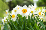 Spring flowers. Close up of narcissus flowers blooming in a garden. Daffodils