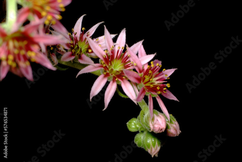 Flowering succulents