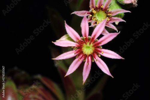 Flowering succulents