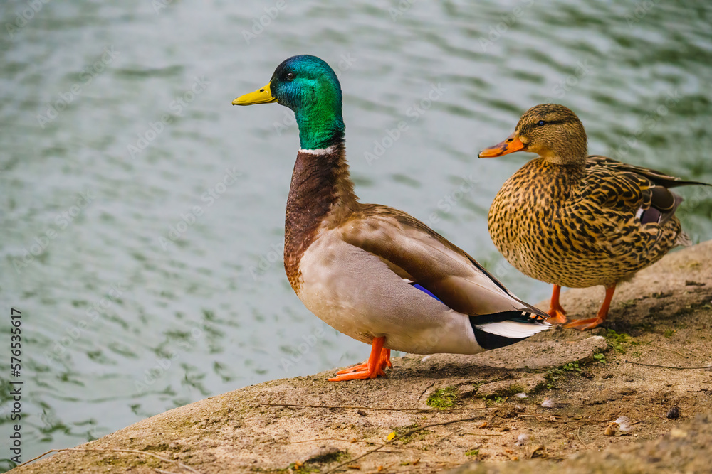 Mallard ducks (Anas platyrhynchos). Close-up portraits of a male and female wild ducks standing on the beach, close to the pond, green water in the background Mallard ducks (Anas platyrhynchos). Close-up portraits of a male and female wild ducks standing on the beach, close to the pond, green water in the background
