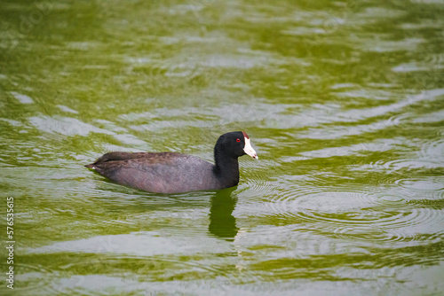 The American coot, also known as a mud hen or pouldeau, swimming in the lake photo