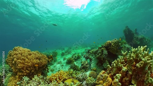 Wallpaper Mural Reef coral scene. Colourful underwater seascape. Beautiful soft coral. Sea coral reef. Philippines. Torontodigital.ca