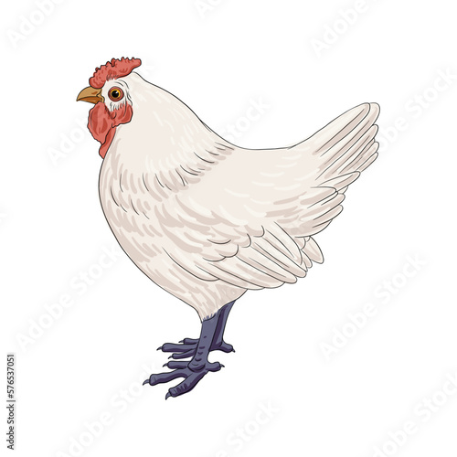 vector drawing sketch of white domestic chicken, hand drawn bird, isolated nature design element