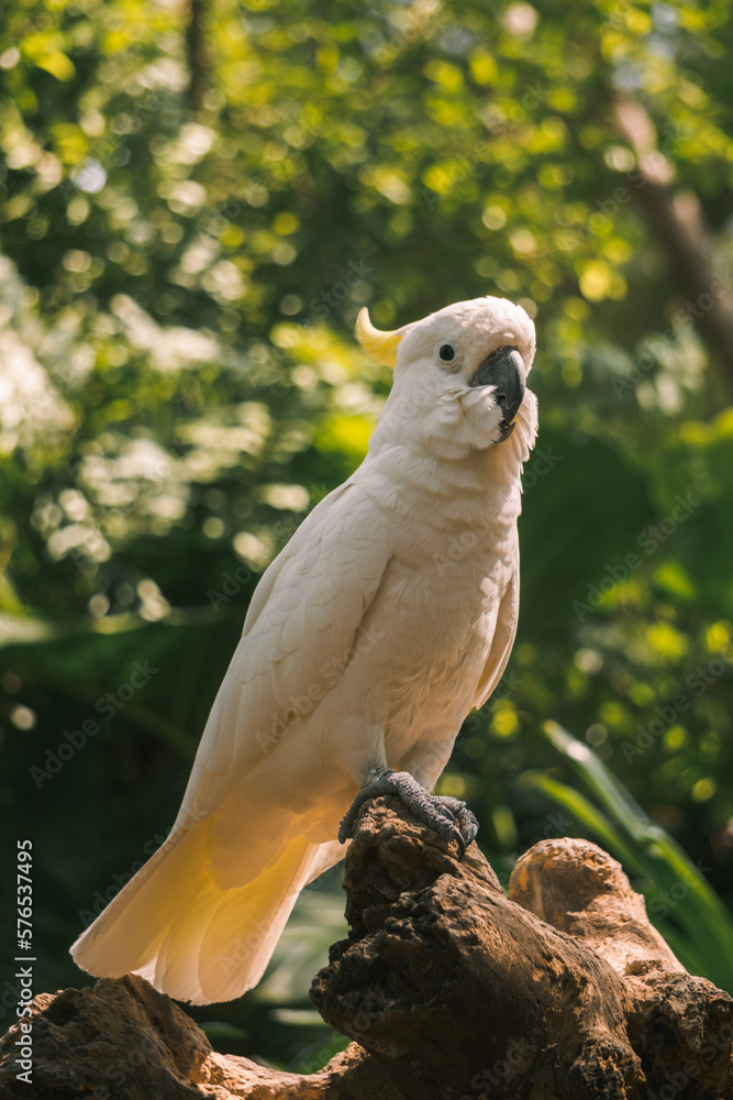 A close up yellow crested cockatoo sits on a branch with blurry background and no people A close up yellow crested cockatoo sits on a branch with blurry background and no people