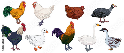 vector drawing color sketch of domestic birds, roosters, chickens,goose, swan and turkey, hand drawn illustration, isolated nature design element