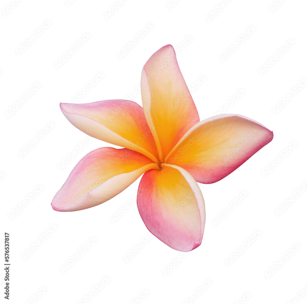 Plumeria or Frangipani or Temple tree flower. Close up yellow-pink frangipani flowers isolated on transparent background.