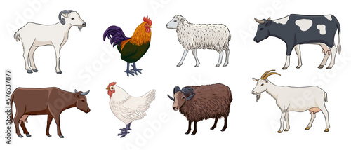 vector drawing sketch of domestic animal, cow and goat, rooster,chicken and sheep, hand drawn illuastration , isolated nature design element