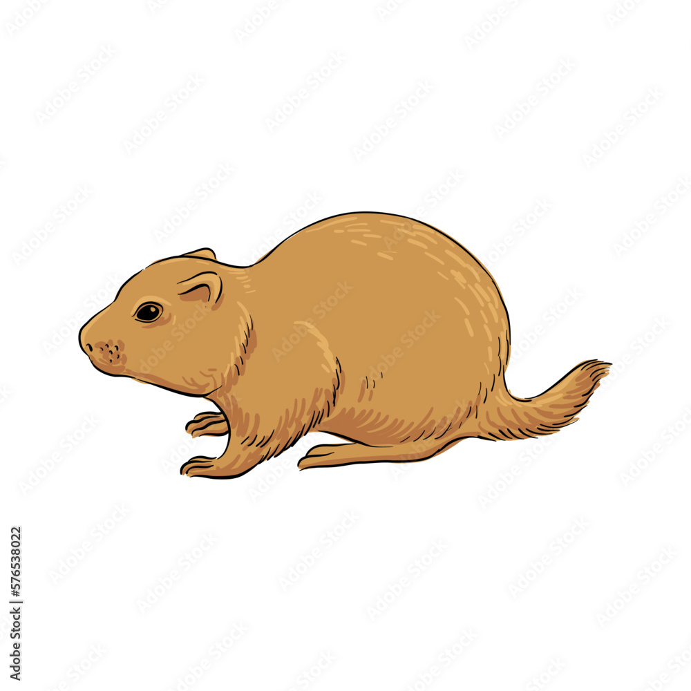 vector drawing sketch of animal, hand drawn ground squirrel, European souslik, isolated nature design element vector drawing sketch of animal, hand drawn ground squirrel, European souslik, isolated nature design element