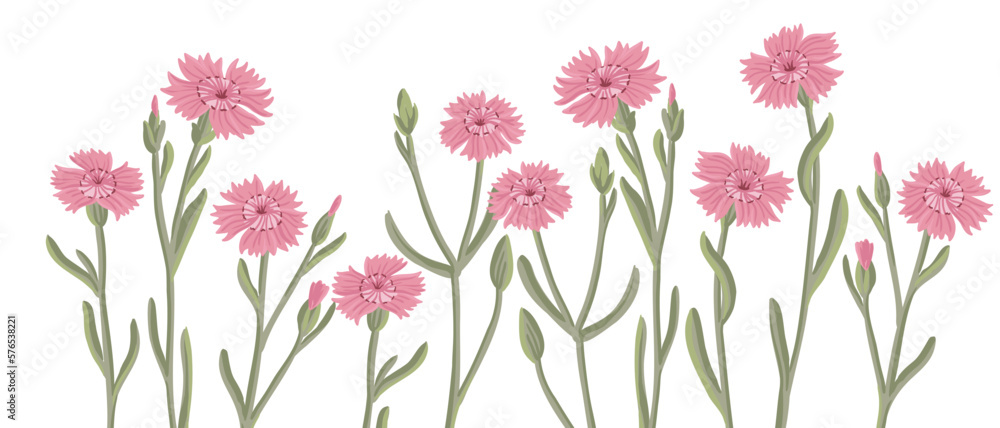 maiden pink, field flowers, vector drawing wild plants at white background, floral elements, hand drawn botanical illustration