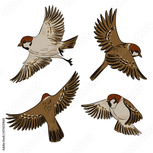 vector drawing bird  house sparrow  hand drawn songbird  isolated nature design element