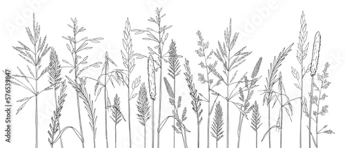 Fototapeta Naklejka Na Ścianę i Meble -  vector drawing grass plants, line drawing floral elements, hand drawn illustration