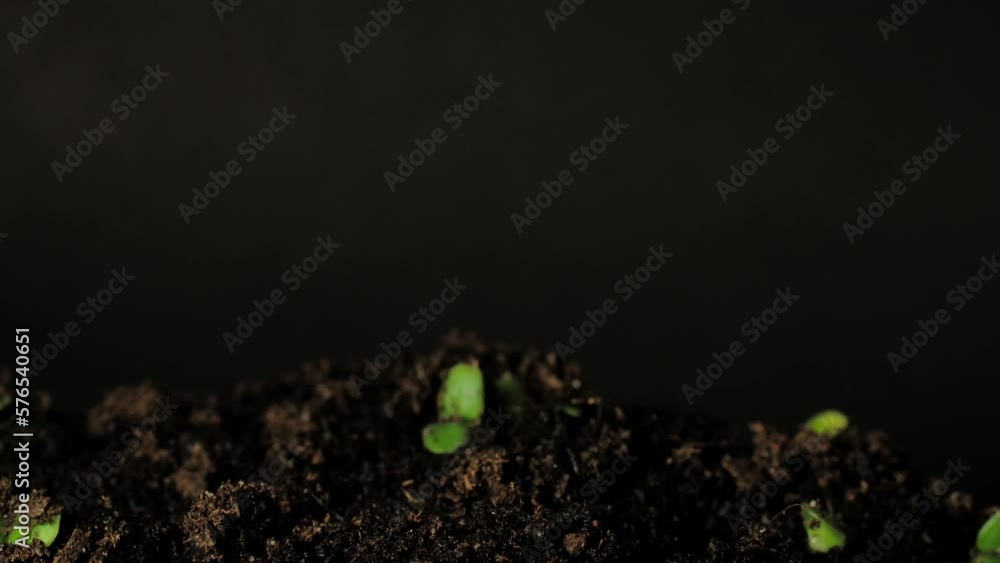 Growing seeds rising from soil time lapse 4k footage. Growing seeds rising from soil time lapse 4k footage.
