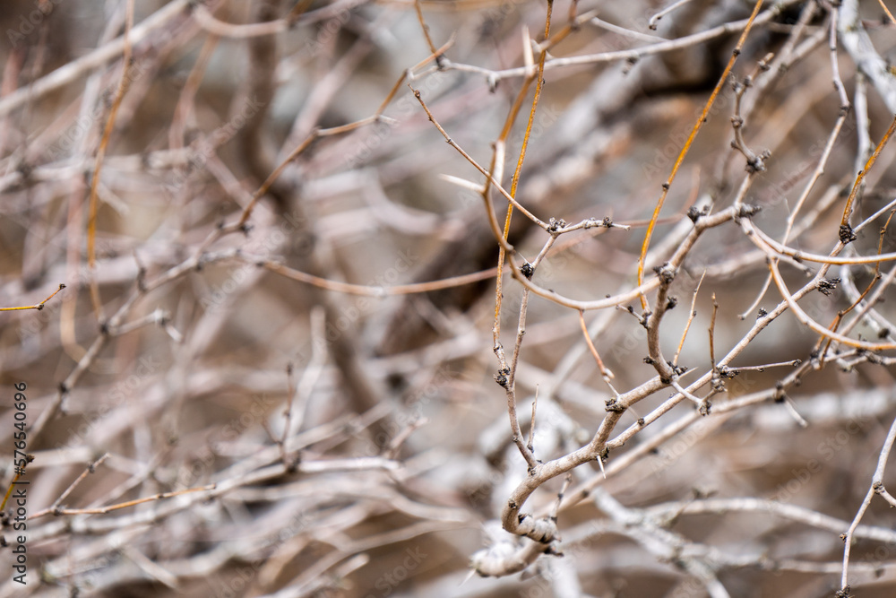 a branch a branch