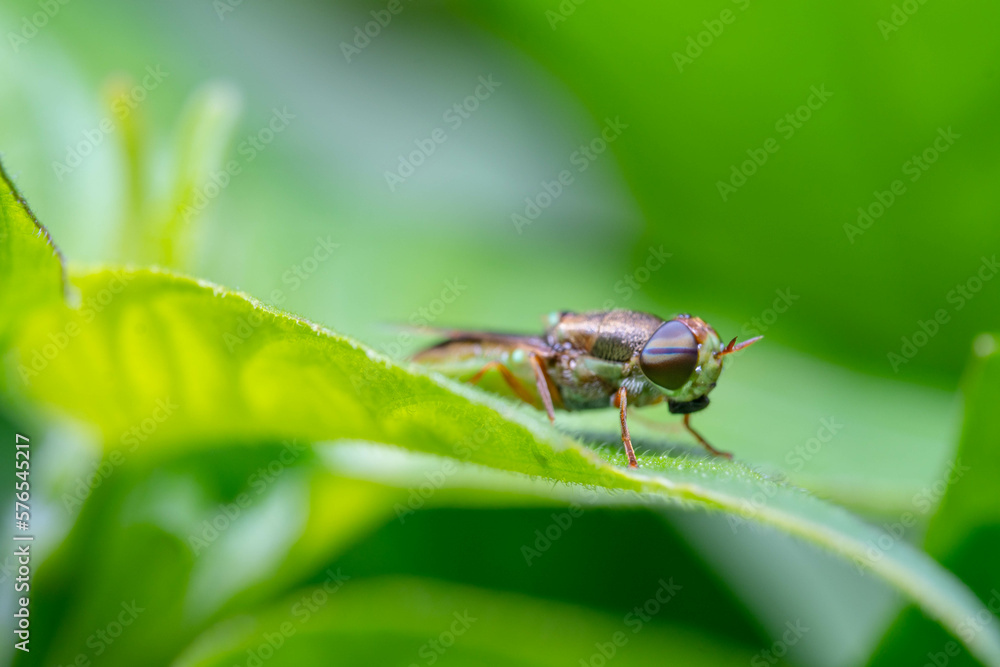 common green colonel fly aka Oplodontha viridula common green colonel fly aka Oplodontha viridula