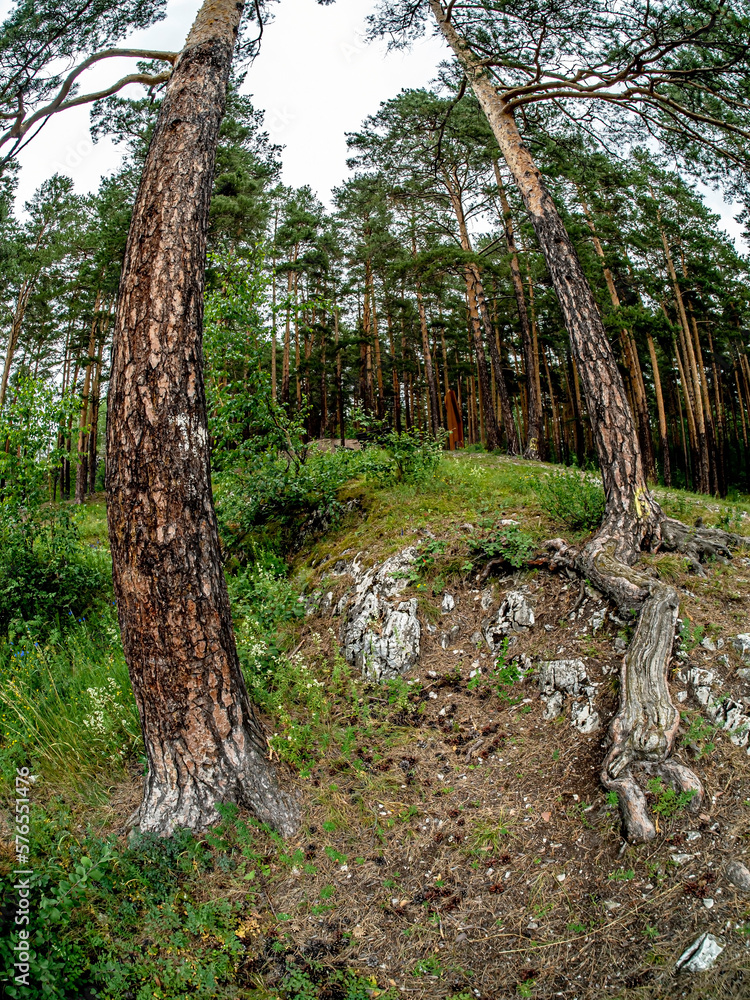 Fototapeta premium tree roots on the edge of a stone hill in the forest