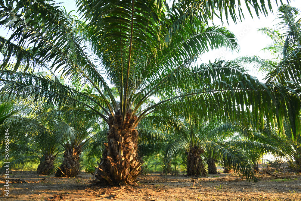 Fototapeta premium Palm oil plantation growing up.
