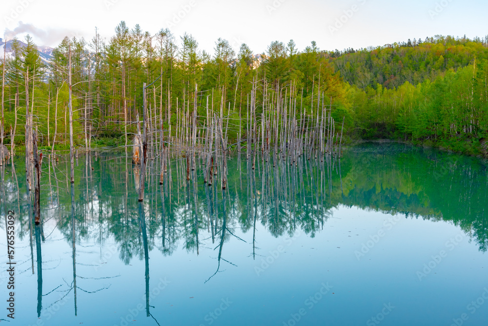 Blue pond (Aoiike) with reflection of tree in summer, located near Shirogane Onsen in Biei Town, Hokkaido, Japan Blue pond (Aoiike) with reflection of tree in summer, located near Shirogane Onsen in Biei Town, Hokkaido, Japan