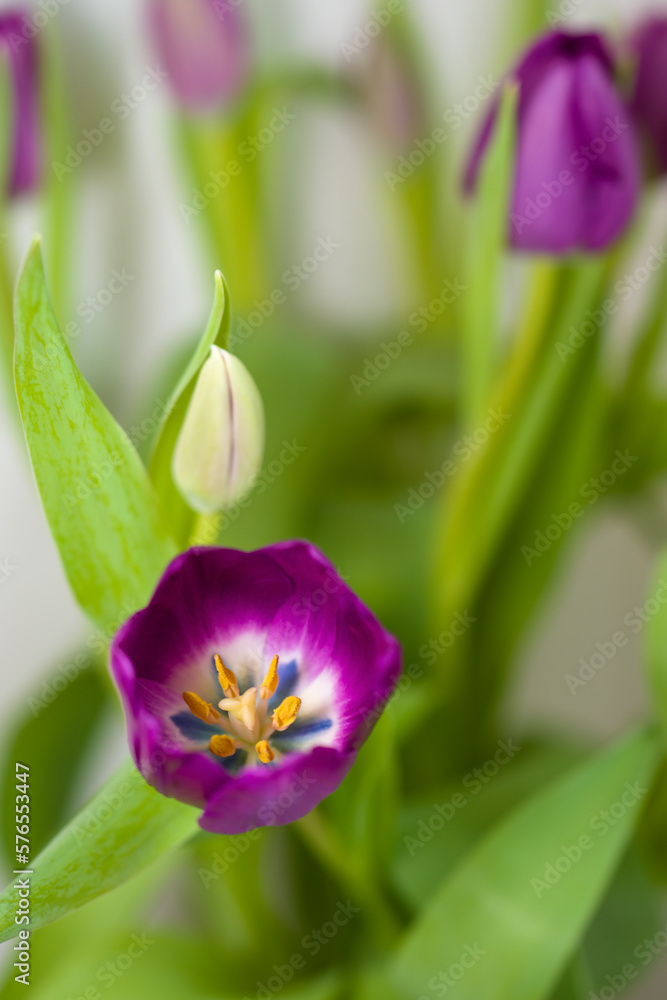 Fototapeta premium Detailaufnahme einer Tulpenblüte
