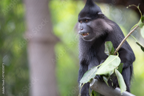 Photography Black Crested Mangabey