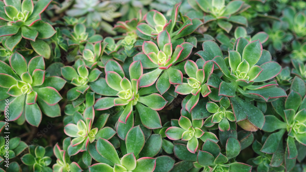 Echeveria, Succulents plants in botanic garden Echeveria, Succulents plants in botanic garden