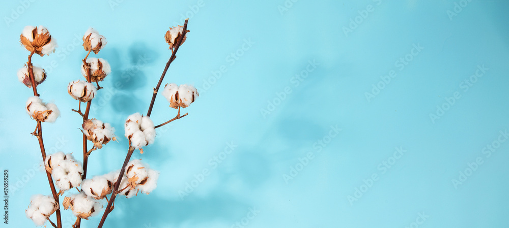 Cotton flower on pastel pale blue paper background, overhead. Cotton flower on pastel pale blue paper background, overhead.