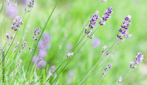 Soft focus on lavender buds in the summer garden