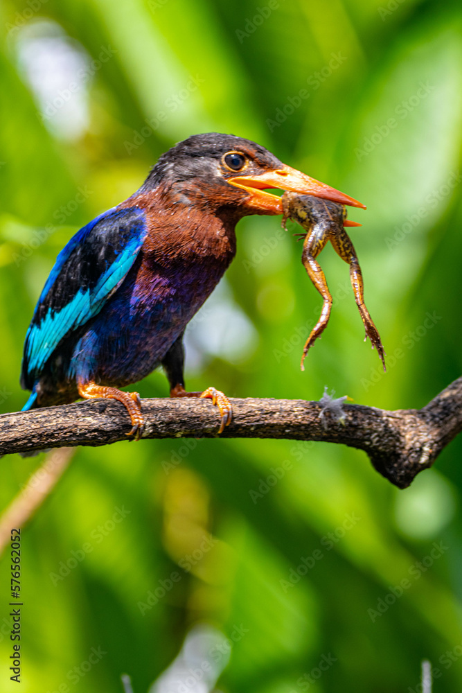 Fototapeta premium The Javan kingfisher (Halcyon cyanoventris), sometimes called the blue-bellied kingfisher or Java kingfisher