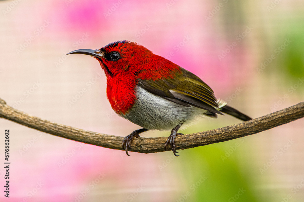 Fototapeta premium The crimson sunbird (Aethopyga siparaja) is a species of bird in the sunbird family which feed largely on nectar