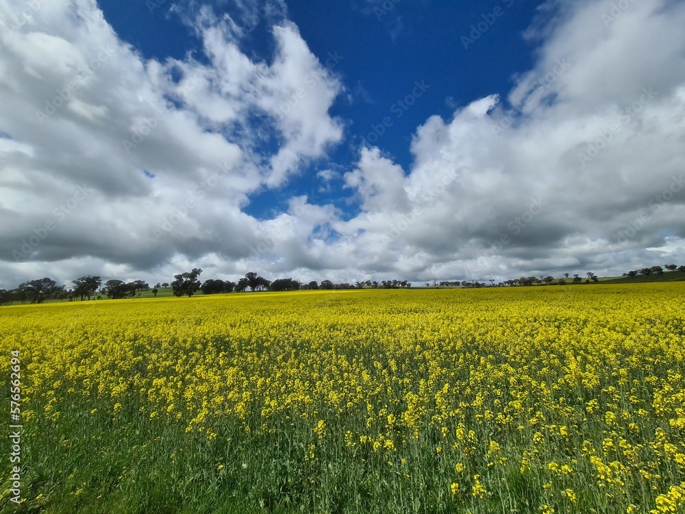 Obraz premium canola field