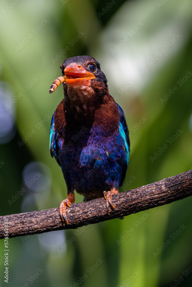 Obraz premium The Javan kingfisher (Halcyon cyanoventris), sometimes called the blue-bellied kingfisher or Java kingfisher