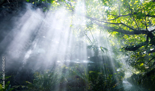 The Tropical jungle with river and sun beam and foggy in the garden. © SASITHORN