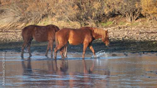 Two red bay wild horses splashing while walking in the Salt River in the southwest United States