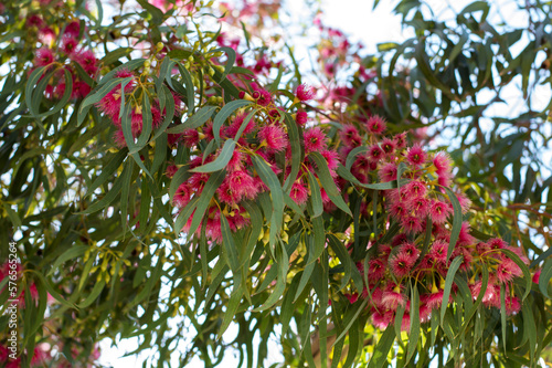 Beautiful Australian native plant red flowering blooming gumtree and eucalyptus leaves defocused at the background