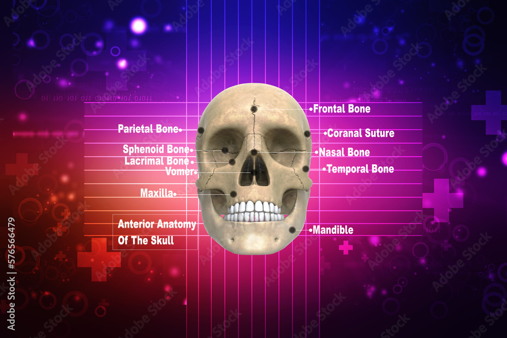 THE HUMAN SKULL ANATOMY AND 3D ILLUSTRATIONS visual data 4