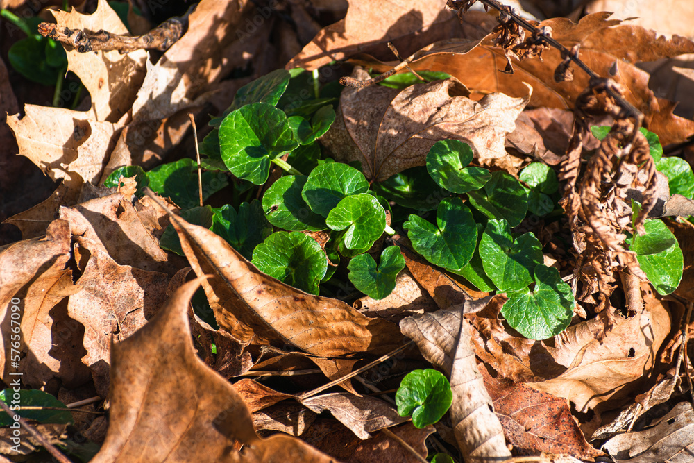 Lesser celandine leaves amongst fall leaves Lesser celandine leaves amongst fall leaves