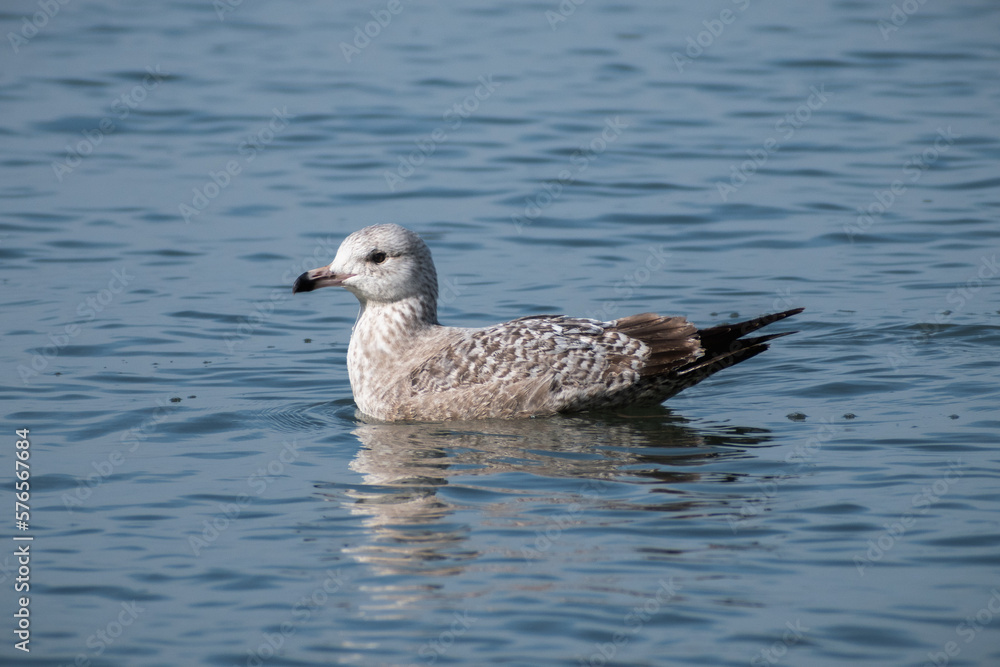 Herring gull (Larus argentatus) floating in cold winter lake
