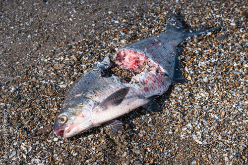 Dead shad carcass washed up on beach