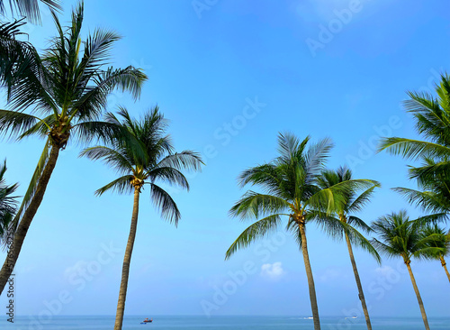 Coconut Palm Trees on Blue Sky Background © anya babii