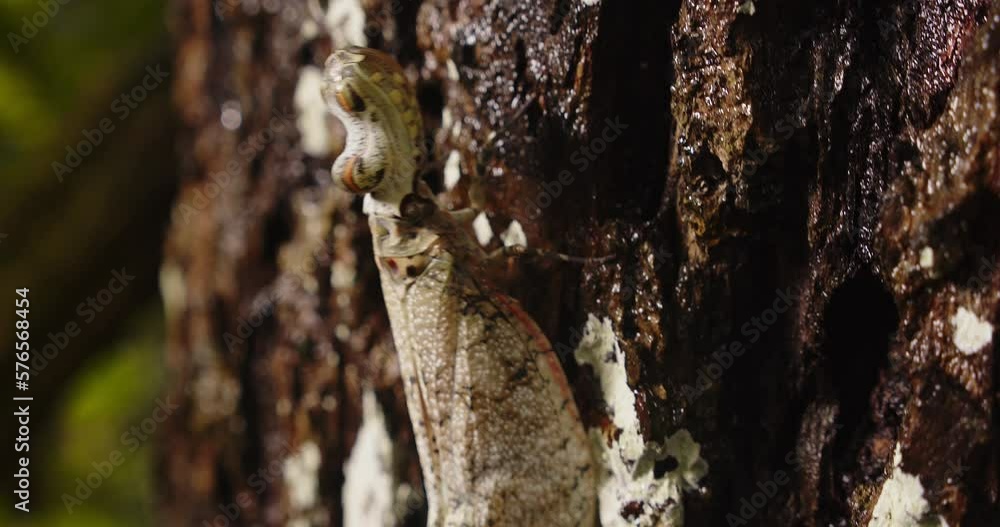 Closeup of a well camouflaged lantern bug with its head like an alligator moving up with its legs Closeup of a well camouflaged lantern bug with its head like an alligator moving up with its legs