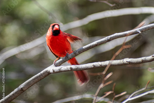 Northern cardinal (Cardinalis cardinalis) with wing spread motion blur shot